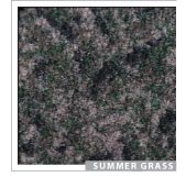 Summer Grass